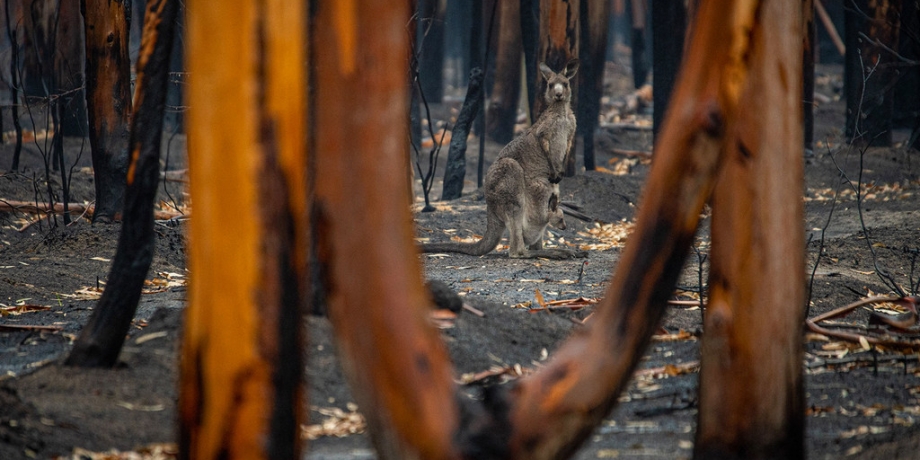 El planeta arde